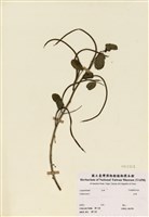 藏品(決明)的圖片